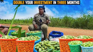 Okra Farming Explained  How She DOUBLES her INVESTMENT every THREE MONTHS  DETAILED GUIDE okra [upl. by Yemac]