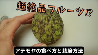 アテモヤの食べ方と種の栽培方法 [upl. by Hughett]