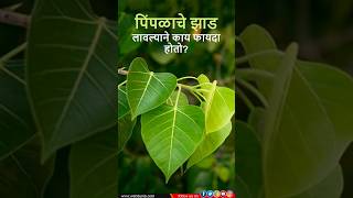 peepal tree benefits पिंपळाचे झाड लावण्याचे फायदे माहित नसतील तर आताच जाणून घ्या [upl. by Diver]