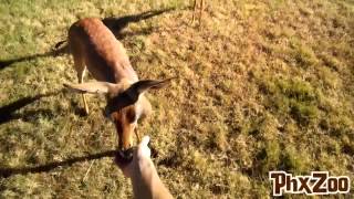 Gerenuk Through Google Glass [upl. by Lorien]