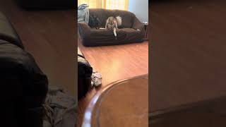 Husky Gets In A Screaming Match With Owner  Husky Talks amp Howls [upl. by Aihsenot]