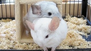 Chinchilla CUDDLE [upl. by Loralyn]