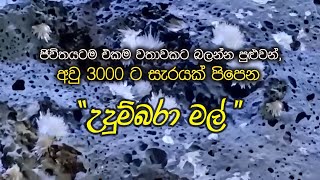 Udumbara Flowers I ඡීවිතයටම එකම වතාවකට බලන්න පුඑවන් අවු 3000 ට සැරයක් පිපෙන උදුම්බරා මල් [upl. by Schott438]