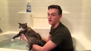 How to wash your cat [upl. by Arinaj]