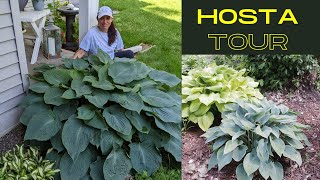 Hosta Tour amp shade companion plants  Serenity Now Garden [upl. by Dnalon52]