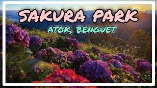 SAKURA PARK  THE HAIGHTS PLACE  ATOK BENGUET TOURIST SPOT [upl. by Snowber]