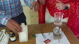 Testing a leaf for starch for IGCSE Biology [upl. by Schlessinger]