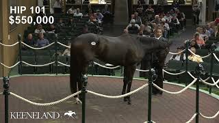 Walkathon sells for 15 million at 2024 Keeneland November [upl. by Willamina337]