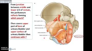 Overview of Pelvis 7  Pelvic Peritoneum  Dr Ahmed Farid [upl. by Kimberley248]