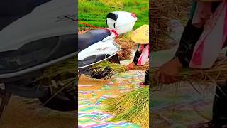 Amazing Paddy harvester Kisan Jagad by bikeshortschina agriculturemodernfarmer cropmanagement [upl. by Yrakcaz]