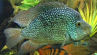 Texas cichlid breeding [upl. by Anileba]