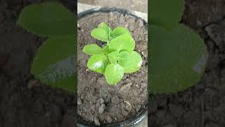 Ajwain plant🤩farming growth satisfying subscribe shortvideo shorts youtubeshortsytshortsyt [upl. by Skvorak186]