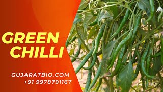 Chili With Immunity Chili Special Organic Fertilizers  Best Organic project in Gujarat [upl. by Einahpets318]