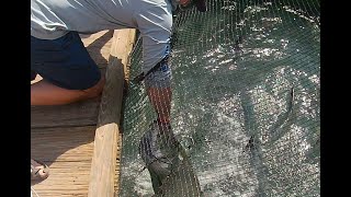 Tarpon Feeding at Robbies Islamorada FL [upl. by Samuella]