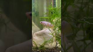 Betta Sorority Tank  20 gallon long [upl. by Nortad]