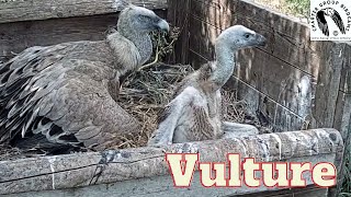 Adorable Griffon Vulture Chick Snuggling With Mom [upl. by Annayoj449]