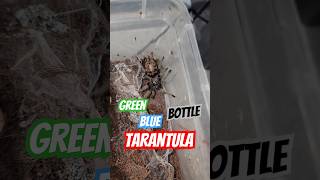 Green Blue Bottle Tarantula Sling [upl. by Feer]