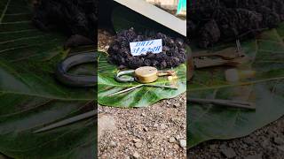 blackturmeric Kalihaldi karuppumanjal Karumanjal Nallapasupu blueturmeric plant 9325837843 [upl. by Hodess]