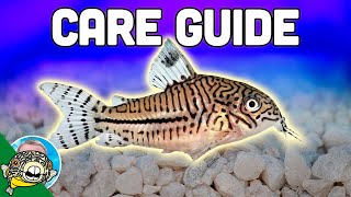 Cory Catfish Care Guide  Aquarium CoOp [upl. by Beedon]