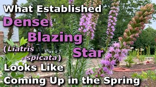 What Established Dense Blazing Star Liatris spicata Looks Like Coming Up in Springtime [upl. by Ranson]