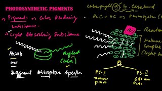 First Year Biology CH 04 LEC 05 Role Of Photosynthetic Pigments [upl. by Aniuqaoj]