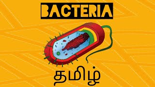 Bacteria Prokaryotic organisms Microbiology explained in Tamil [upl. by Aleicarg335]