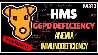 Mechanism of Glucose 6 phosphate Dehydrogenase deficiency Anemia Immunodeficiency [upl. by Bonnice]