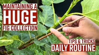 MAINTAINING a HUGE fig collection  DAILY ROUTINE  LOADED w TIPS amp TRICKS  figs organic [upl. by Mishaan768]