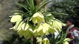 Fritillaria Raddeana  FarmerGracycouk [upl. by Normac850]