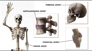 All types of joints in our body Joints and its types 3d animation [upl. by Etteloc184]