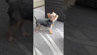 YORKIES LIKE TO HOWL yorkie dog dogs doglover funny funnyvideo [upl. by Catriona519]