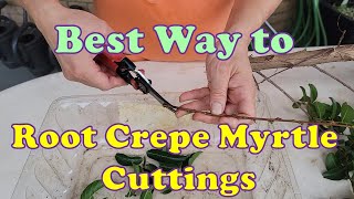 Best way to Propagate Crape Myrtles from Cuttings how to root Crepe Myrtle cuttings [upl. by Okiam225]