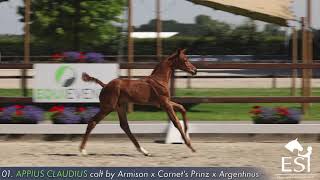 01 APPIUS CLAUDIUS colt by Armison x Cornets Prinz x Argentinus wwwesiauction [upl. by Jarlen]