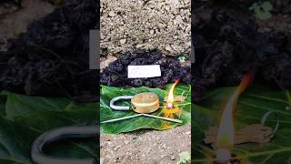 original nalla pasupu original black turmeric plant Kali haldi test trending 9325837843 [upl. by Brechtel]