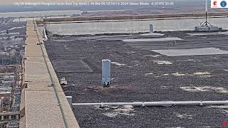 Wilmington Delaware  Peregrine Falcon Roof North [upl. by Lupien759]