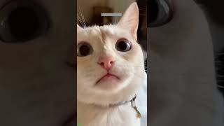 Funny Cats 2024 😅 viral 🐱 CazyFunnyCats Episode 9340 [upl. by Nlocnil]