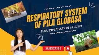 BSc Zoology Notes Respiratory System Of Pila globosa Apple Snail Pila globosa educatorbug [upl. by Theresa]