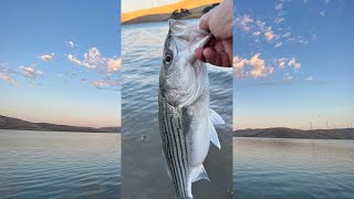 Los Vaqueros Fishing  Striped bass boil saves the day fishing stripedbassfishing fishingvideo [upl. by Paulie]