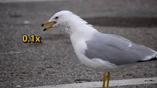 Ringbilled Gull Larus delawarensis call slowed down to 01x speed [upl. by Hector]