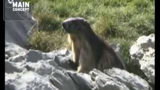 Marmotas en Pirineos Ordesa y Monte Perdido HD [upl. by Kilbride]