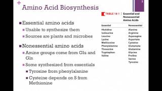 135Overview of Amino Acid Biosynthesis [upl. by Mcgill275]