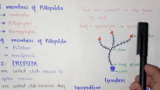 General Characteristics Of Lycopsida  Strobilus  Class 11 [upl. by Amri]