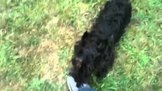 Gus the Crazy Scottie Dog attacks my shoes [upl. by Horace940]