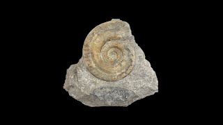 Ammonite de létage TOARCIEN France [upl. by Herbert]