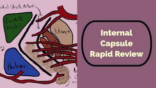 Internal Capsule Rapid Review [upl. by Rubin]