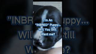 Will You quotADOPTquot An Inbred Puppy [upl. by Llerdnek]