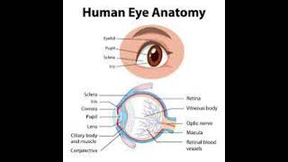 Eye ka diagram very important video hai drawing [upl. by Hgielrahc]