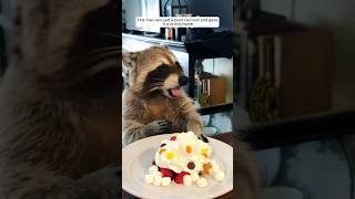 This man rescued a poor raccoon and gave it a loving home animalshorts shortvideo [upl. by Brianne277]