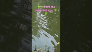 💕💕Amar bari পুখুর 💕💕realvedio tendvedio [upl. by Michal]