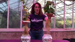 Phosphorus Deficiency Symptoms in Plants [upl. by Eulalia]